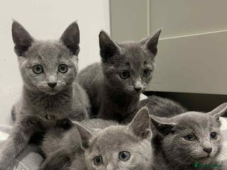 Russian Blue cats Stunning GCCF Russian Blue Kittens - Advert 2