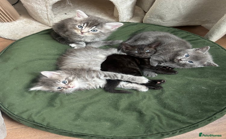 Mixed Breed cats - Advert 4