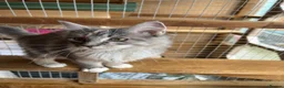 Maine Coon cats for sale: BEAUTIFUL MAINE COON KITTENS - Advert 9