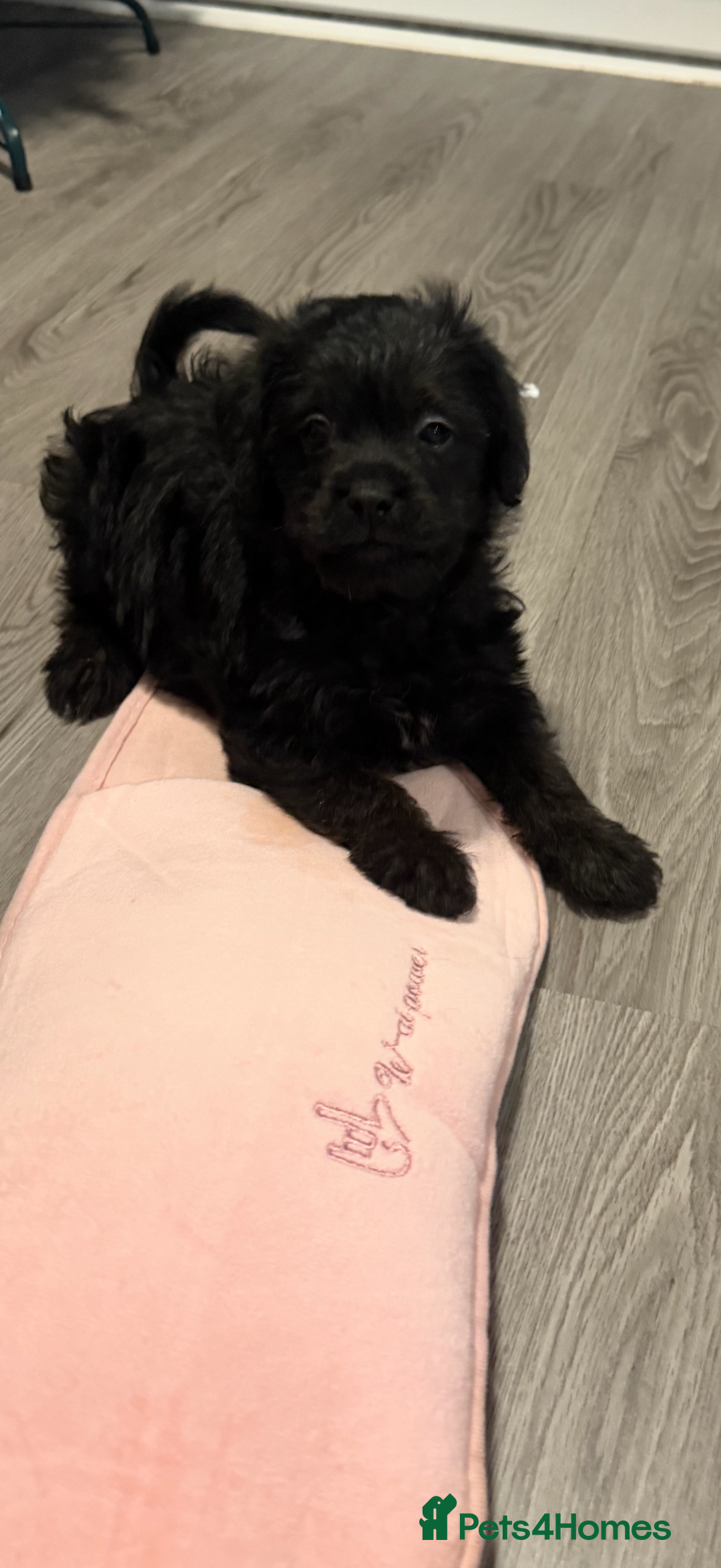 Mixed Breed dogs for sale: Beautiful shihpoo puppies - Advert 9