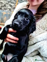 Cockapoo dogs - Advert 2