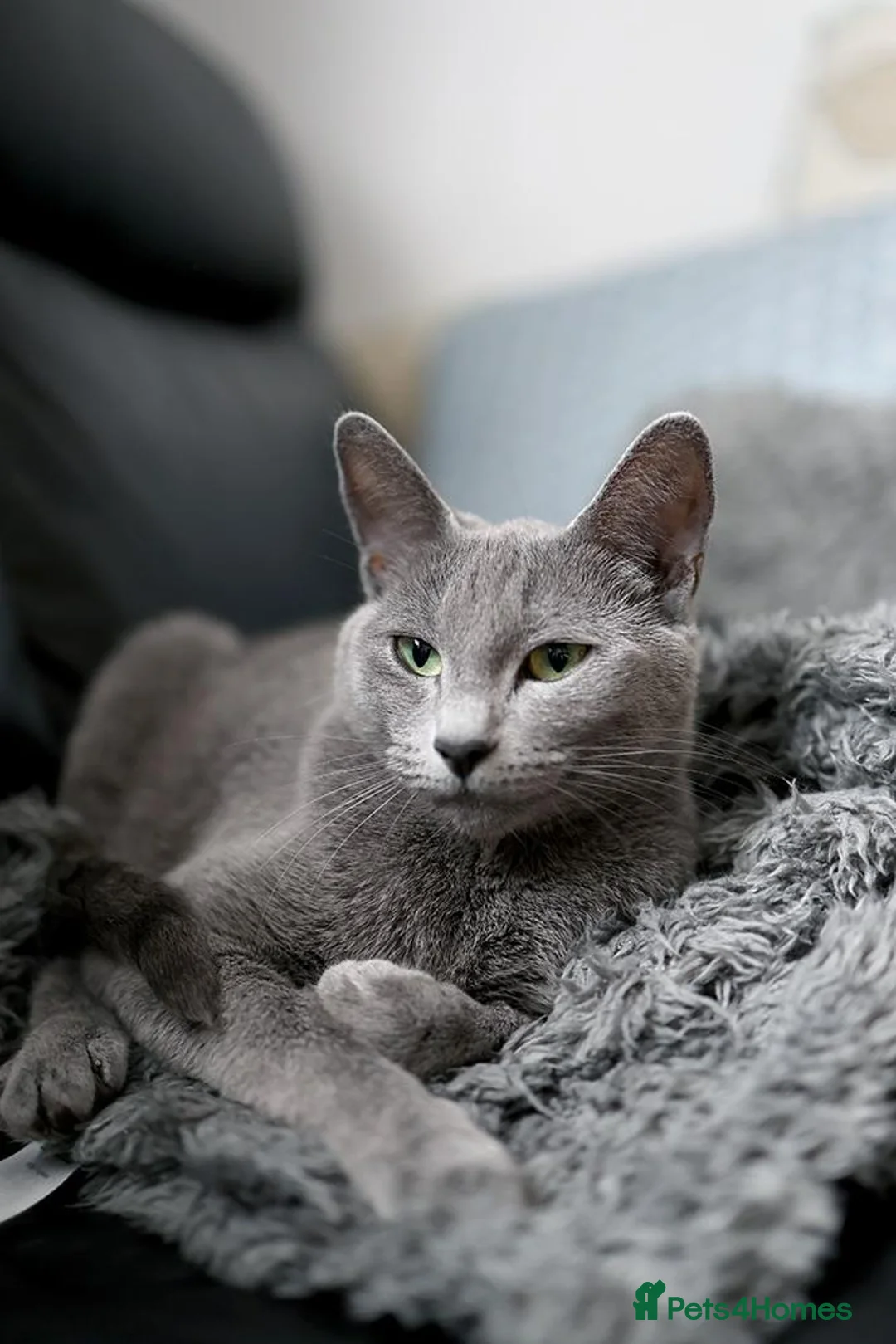 Russian Blue cats for sale: Pure Russian Blue male kitten  - Advert 5