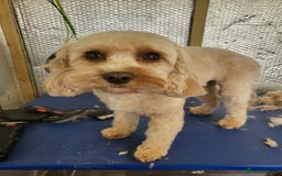 Cavapoo dogs for sale: Cavapoo Puppies (1 LEFT) - Image 2