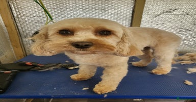 Cavapoo dogs - Advert 9