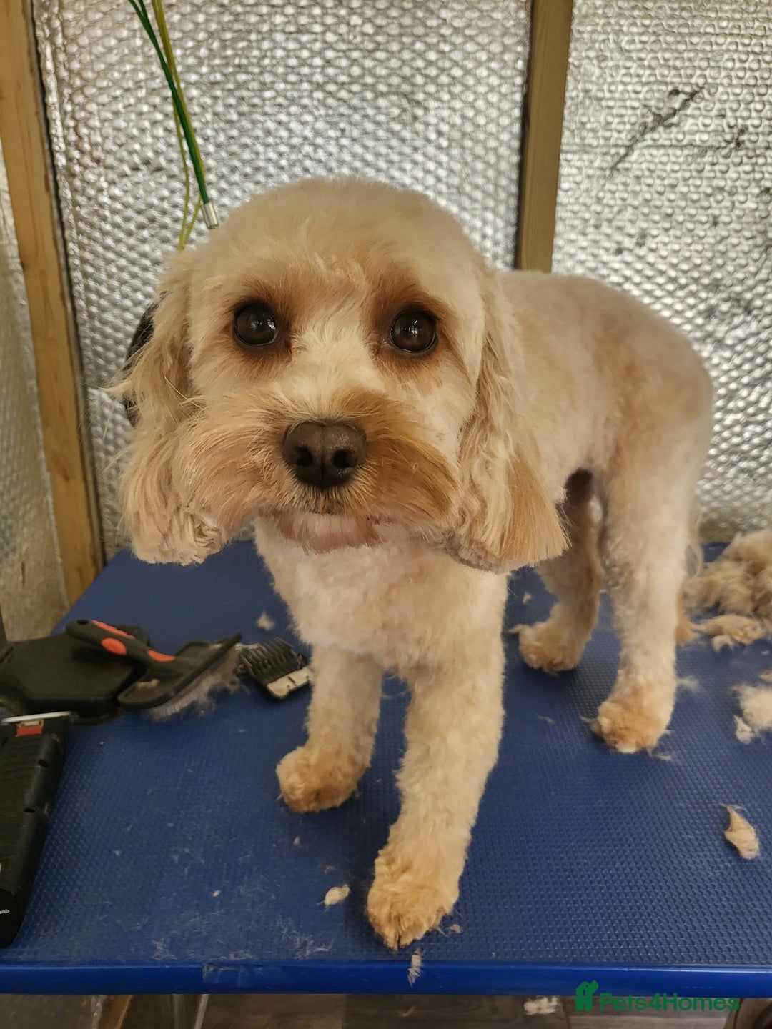 Cavapoo dogs for sale: Cavapoo Puppies (1 LEFT) - Image 2