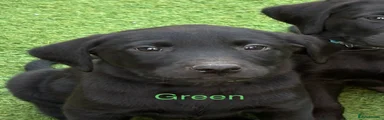 Black Boy Green Collar