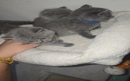 British Shorthair cats for sale: First Litter British Shorthair Pedigree Breed Blue - Image 22