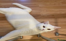 British Shorthair cats for sale: Our Precious Snowy – British Shorthair 💛 - Advert 2