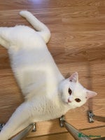 British Shorthair cats Our Precious Snowy – British Shorthair 💛 - Advert 2