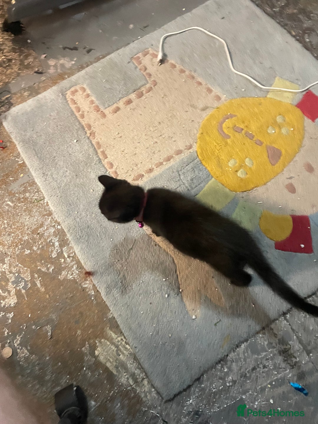 Bombay cats for sale: Luna The Kitten - Advert 2