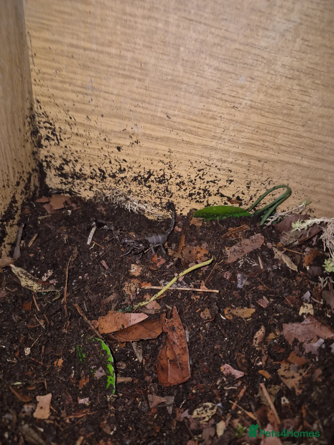 Scorpions invertebrates for sale: Asian forest scorpion  in Swansea - Advert 5