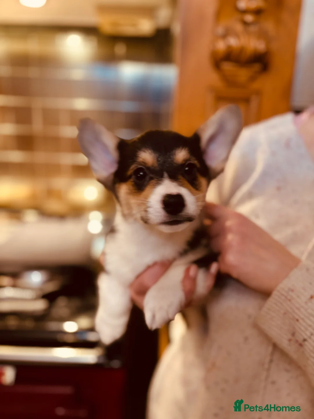 Welsh Corgi Pembroke dogs for sale: KC litter, health tested parents, licensed breeder - Advert 10