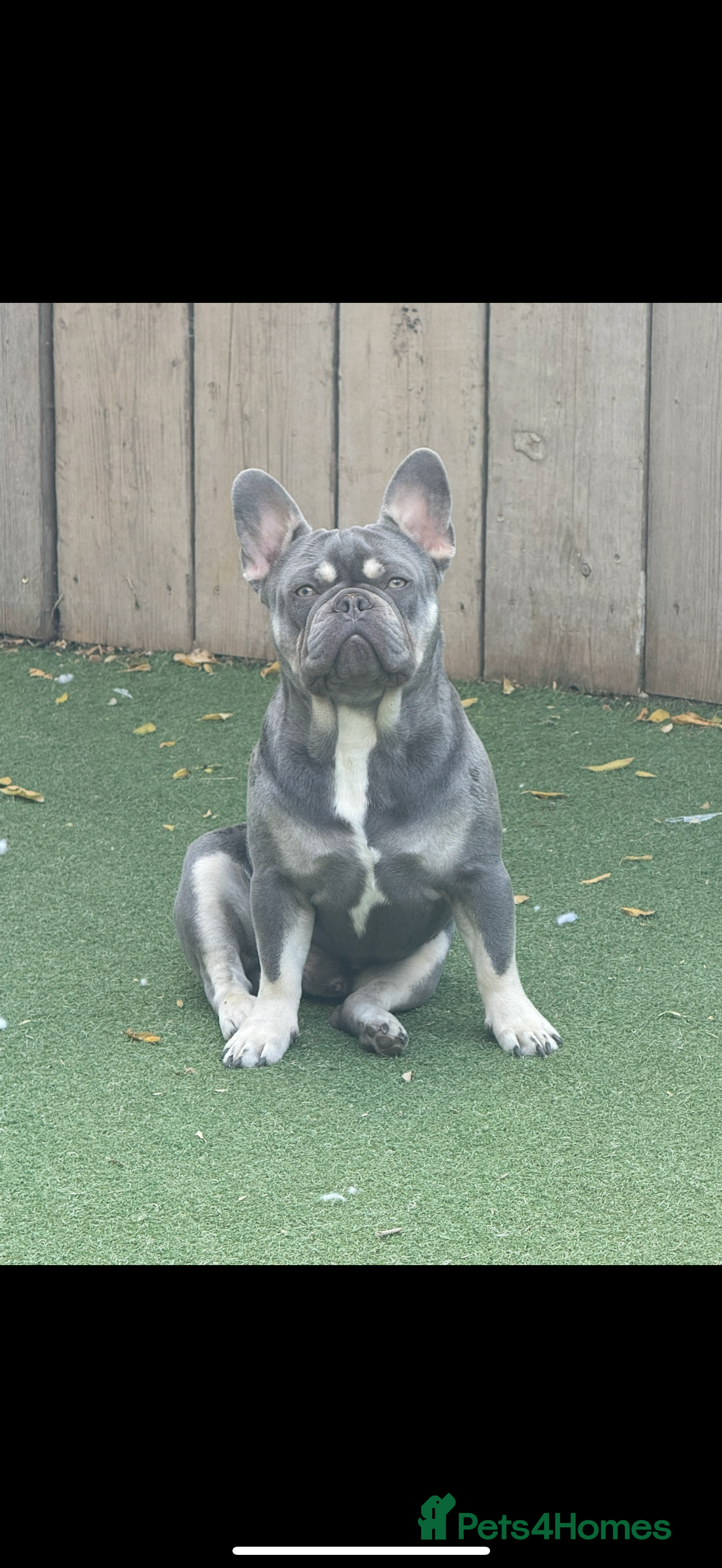 French Bulldog dogs French bulldog male stud  - Advert 2