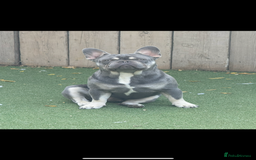 French Bulldog dogs for stud: French bulldog male stud  - Image 1