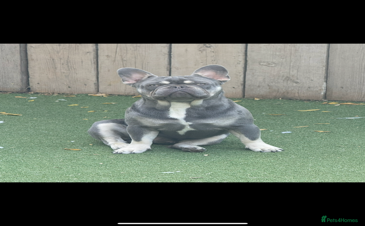French Bulldog dogs - Advert 2