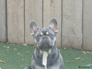 French Bulldog dogs - Advert 12