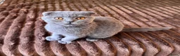 Scottish Fold cats for sale: 😼Last boy 😻SCOTTISH FOLD 😽 - Advert 4