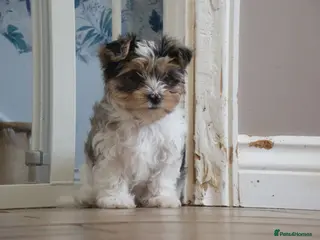 Yorkshire Terrier dogs Three Beautiful Little Yorkshire Terrier Puppies - Advert 1