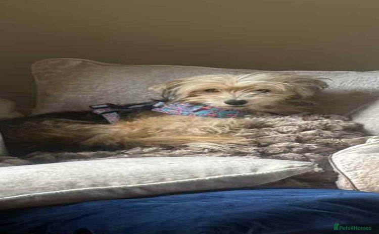 Mixed Breed dogs - Advert 1