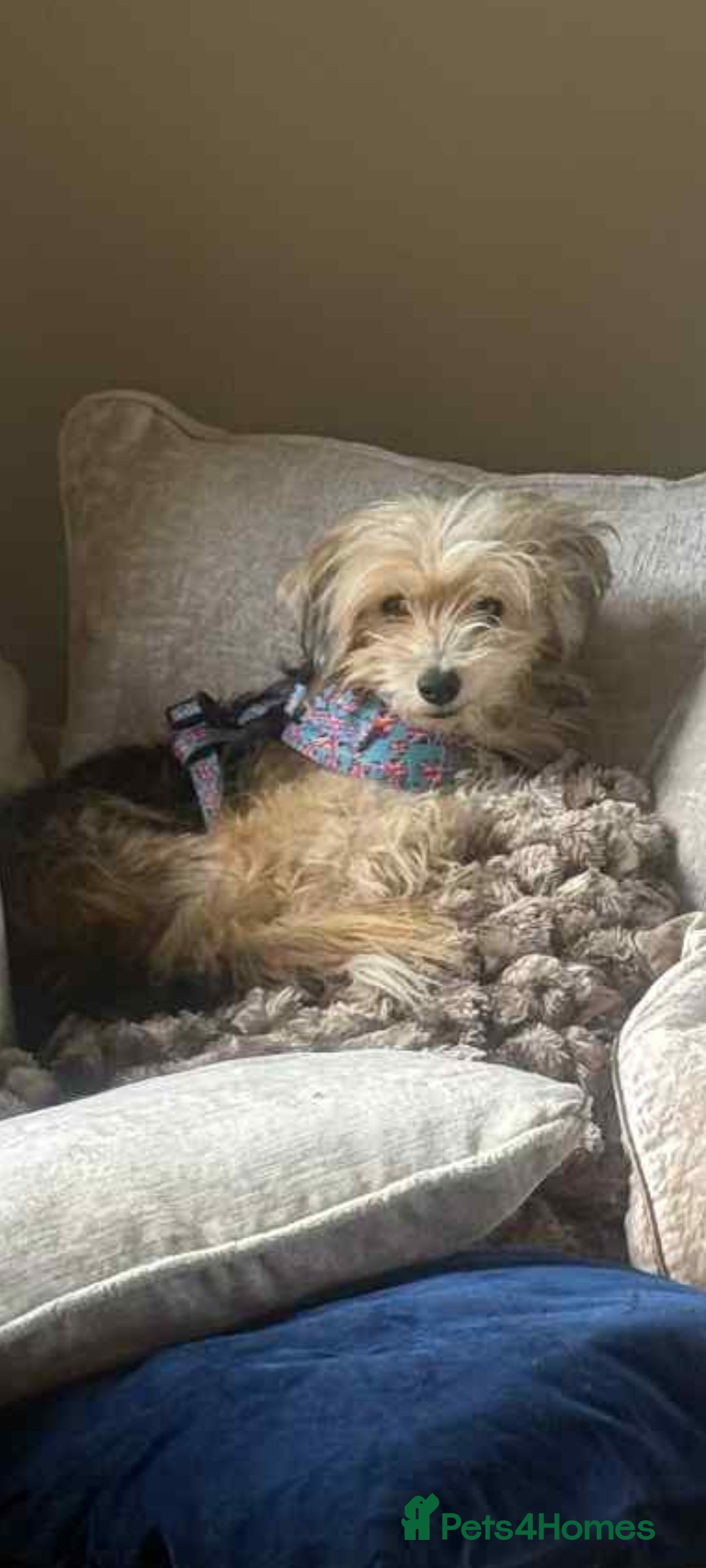 Mixed Breed dogs for adoption: Sally. 7kg small breed  - Image 1
