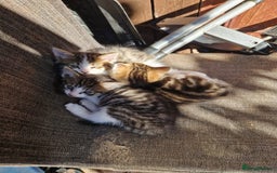Mixed Breed cats for sale: Little baby kittens  - Image 4