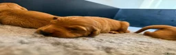 Golden Retriever dogs for sale: Happy healthy puppies - Advert 7