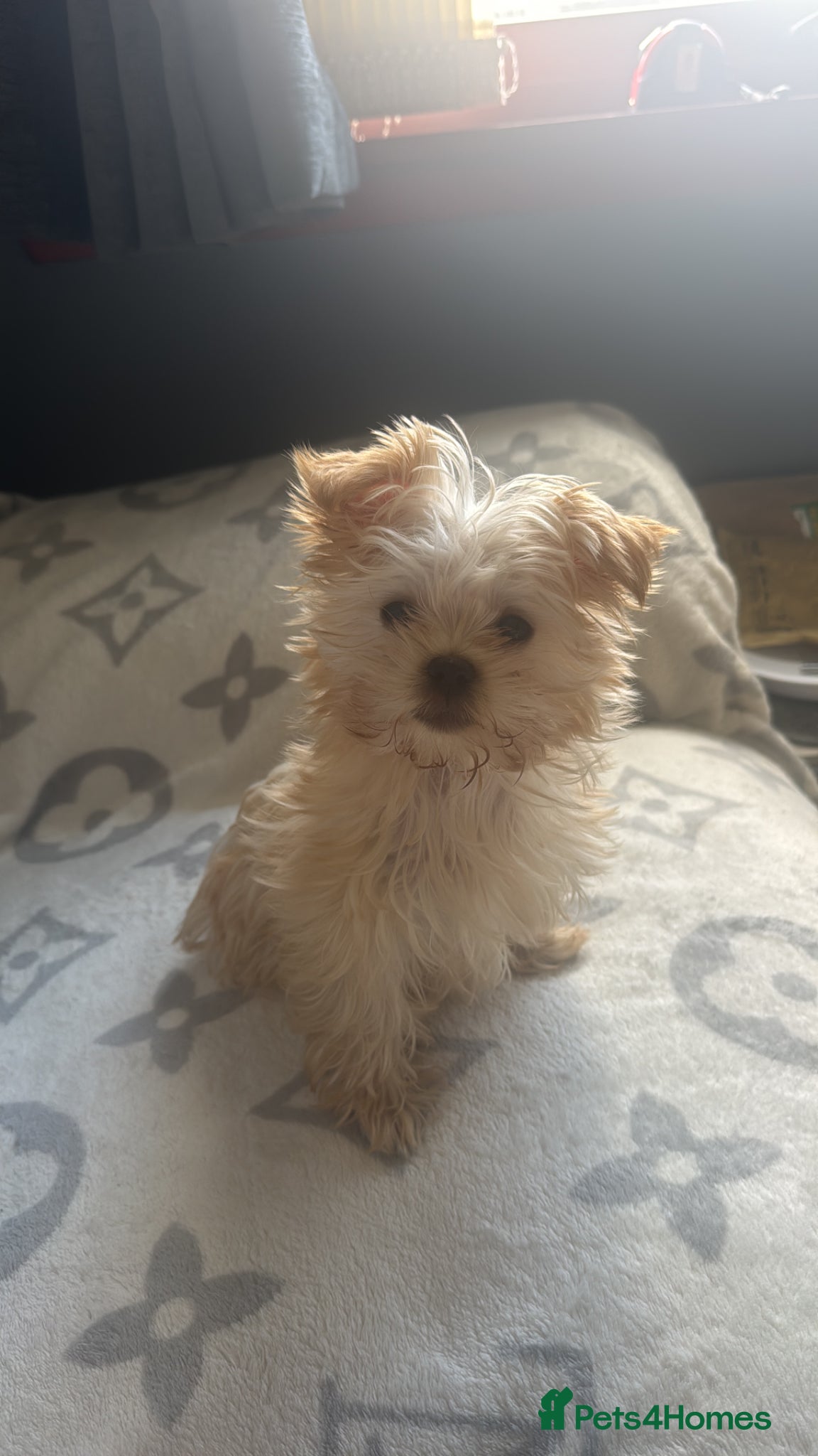 Yorkshire Terrier dogs Male Yorkshire terrier  - Advert 2