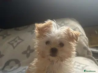 Yorkshire Terrier dogs Male Yorkshire terrier - Advert 2