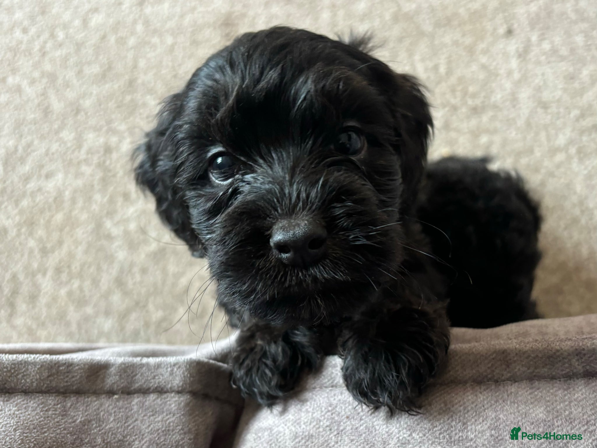 Cockapoo dogs Cockapoo puppies from a family home  - Advert 12