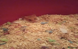 Hamster rodents for sale: Joey 8 months old we fell out - Image 3