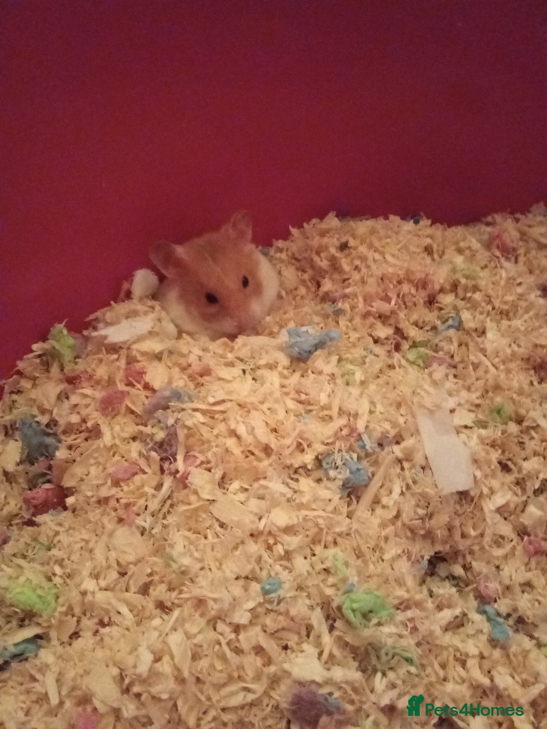 Hamster rodents for sale: Joey 8 months old we fell out - Image 3