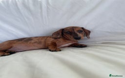 Miniature Dachshund dogs for sale: 🌈😍1 outstanding boy Dachund ready now 😍🌈 - Image 11