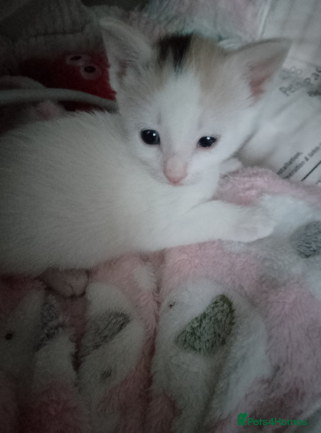 Mixed Breed cats for sale: Sphinx cross kittens available  - Advert 8