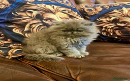 Persian cats for sale: Stunning blue Persians kittens ready to go  - Image 6