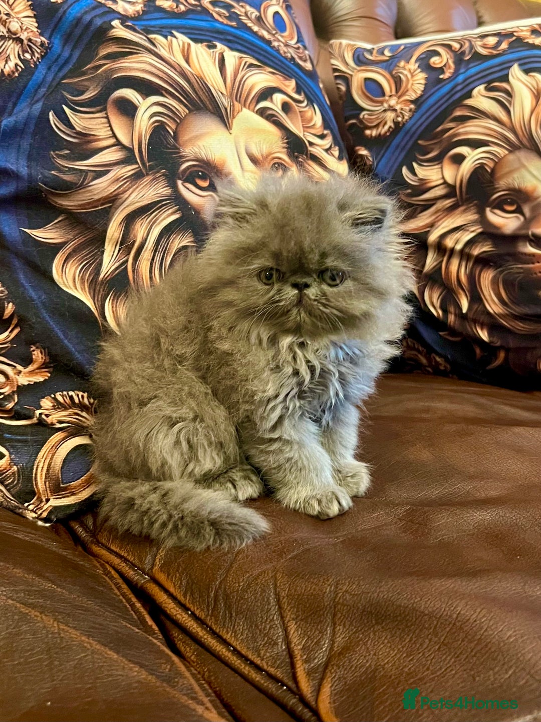 Persian cats for sale: Stunning blue Persians kittens ready to go  - Image 6