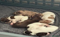 Mixed Breed dogs for sale: English springer spaniel X small French mastiff X - Image 2