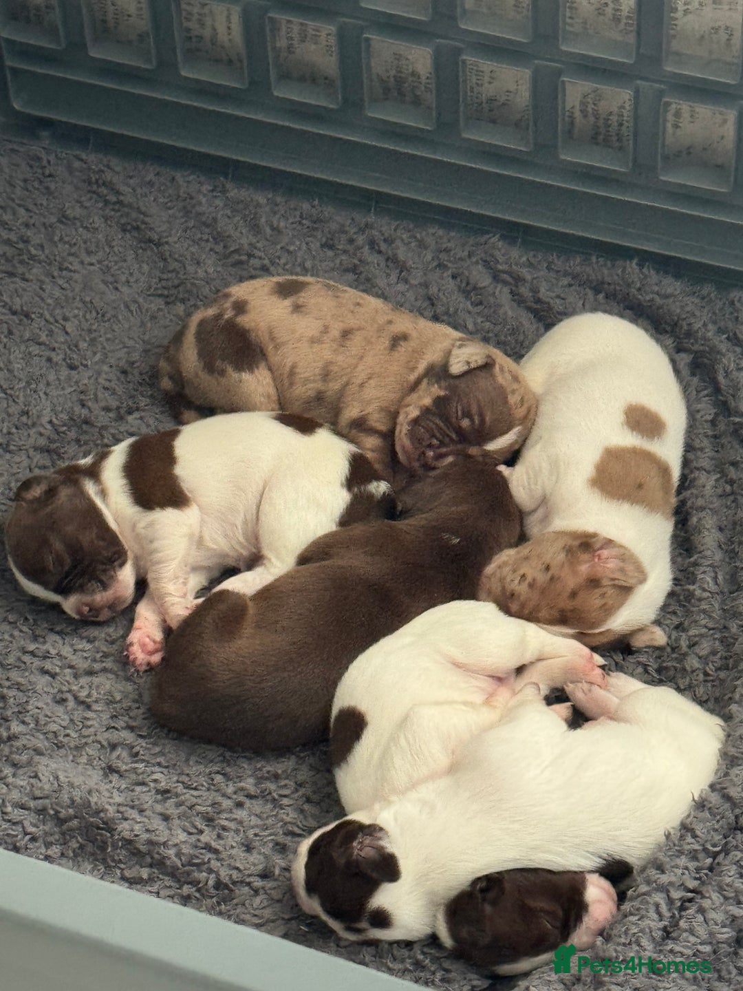 Mixed Breed dogs for sale: English springer spaniel X small French mastiff X - Image 2