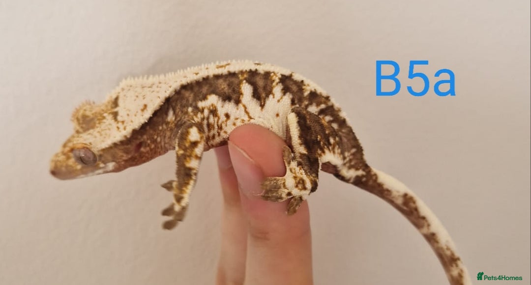 Gecko reptiles for sale: Juvenile Crested Geckos - Image 28