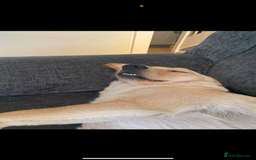 Goldador dogs for sale: Goldador x Labrottie Miniature Puppies for Sale - Advert 3