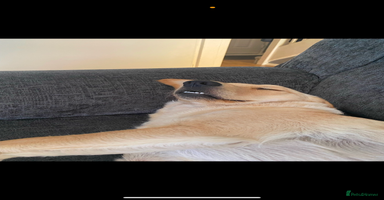 Goldador dogs - Advert 9