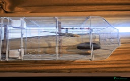 Budgerigars birds for sale: 3yrs old budgie  - Image 1