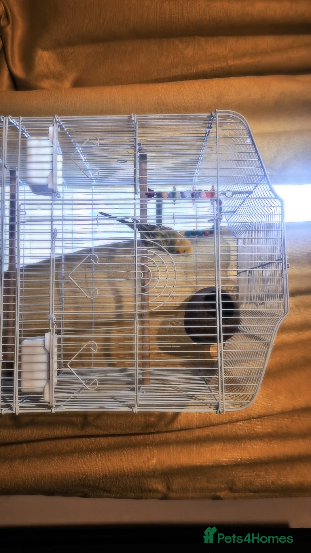 Budgerigars birds for sale: 3yrs old budgie  - Image 1