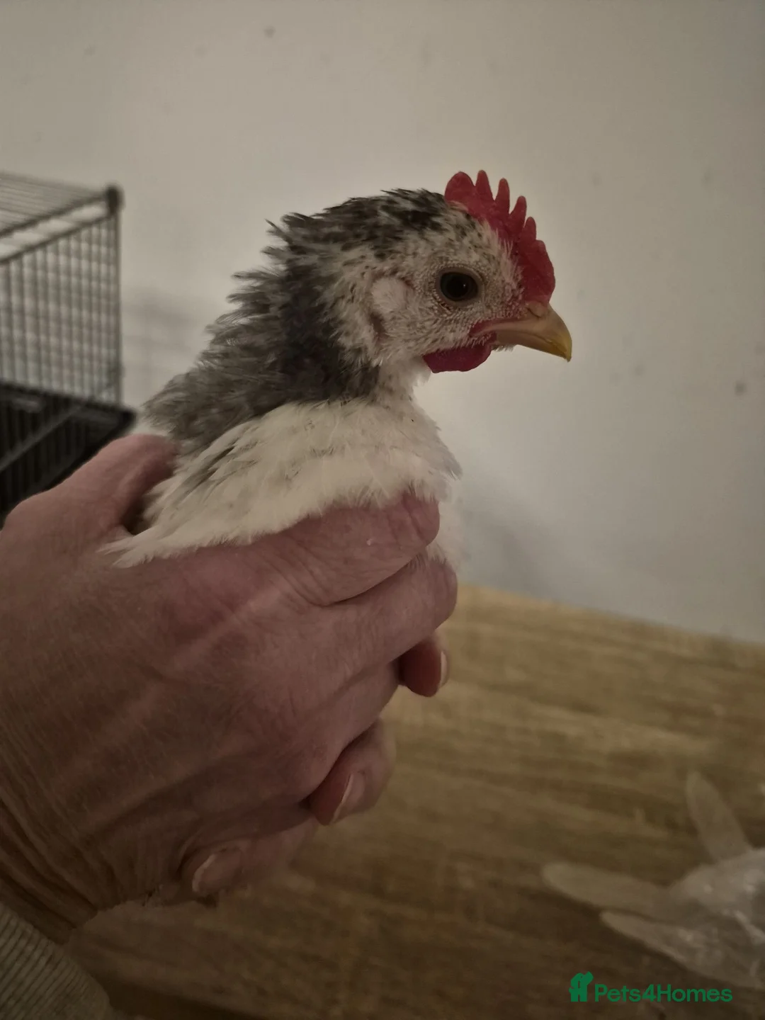 Chickens poultry for sale: Male Chickens - Sarana cross x 5 - Advert 5