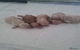 Cavapoo dogs for sale: 5 beautiful cavapoos for sale - Image 1
