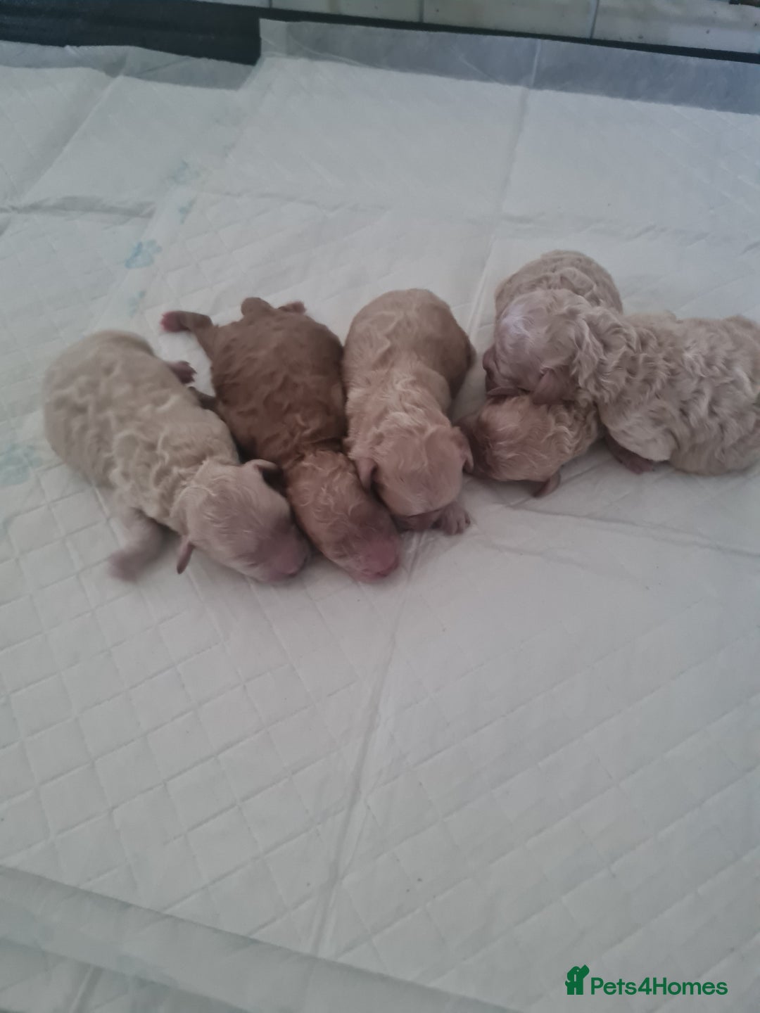 Cavapoo dogs for sale: 5 beautiful cavapoos for sale - Image 1