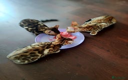 Bengal cats for sale: TICA Bengal Kittens for Sale – Stunning & Sweet! in Durham - Image 16
