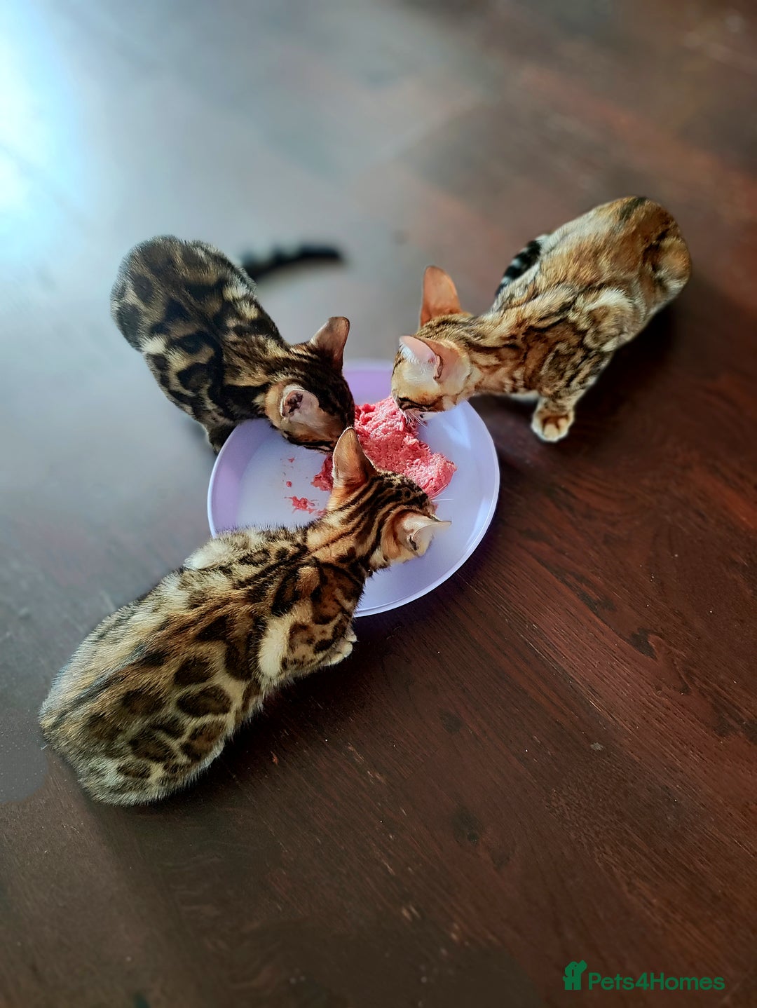 Bengal cats for sale: TICA Bengal Kittens for Sale – Stunning & Sweet! in Durham - Image 16