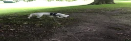 Staffordshire Bull Terrier dogs for sale: Staffy cross in Colne - Advert 5