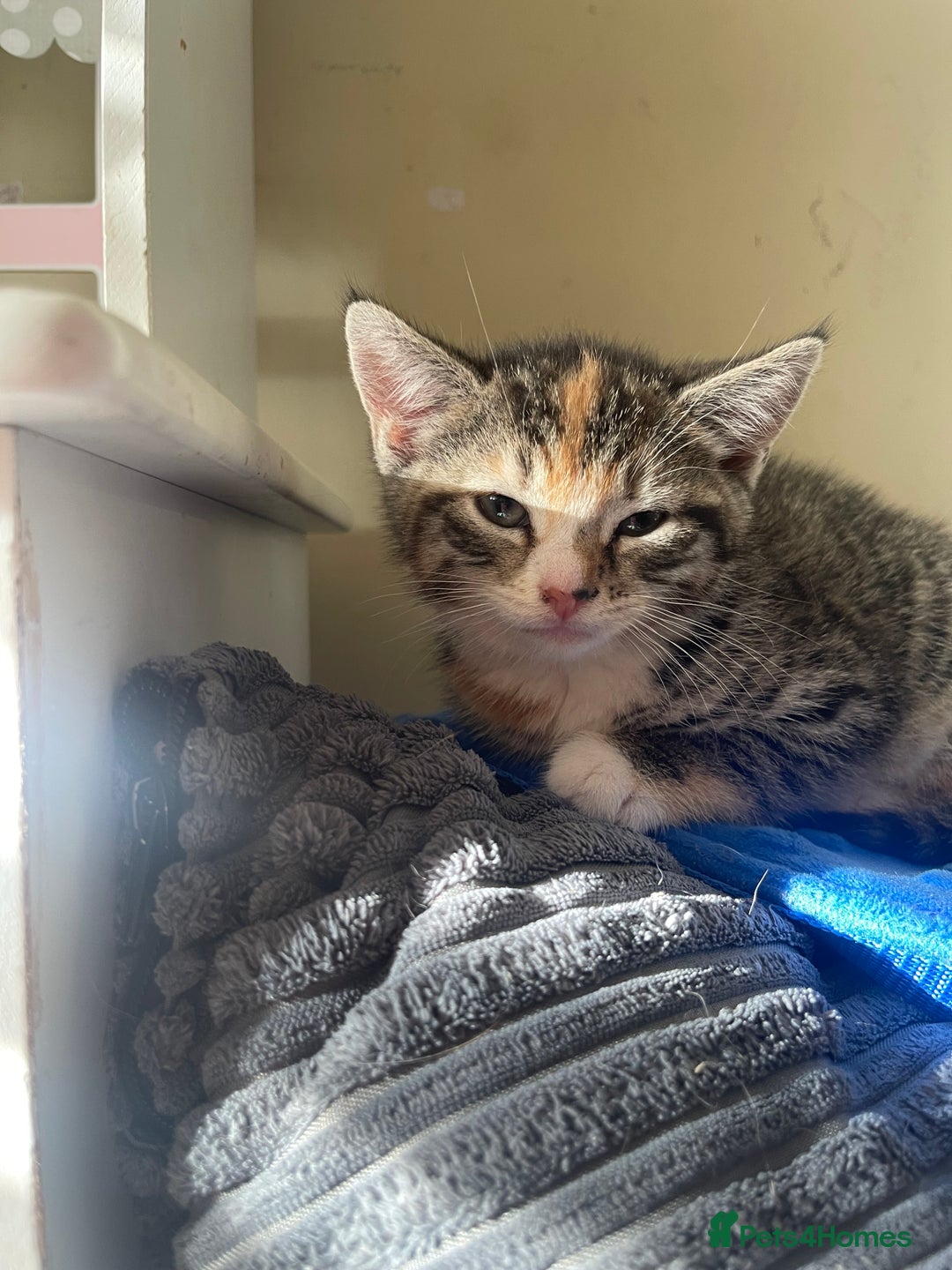 Domestic Shorthair cats for sale: Female Tabby and orange Kitten - Image 19