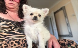 Pomchi dogs for sale: Emma Evans  - Image 8